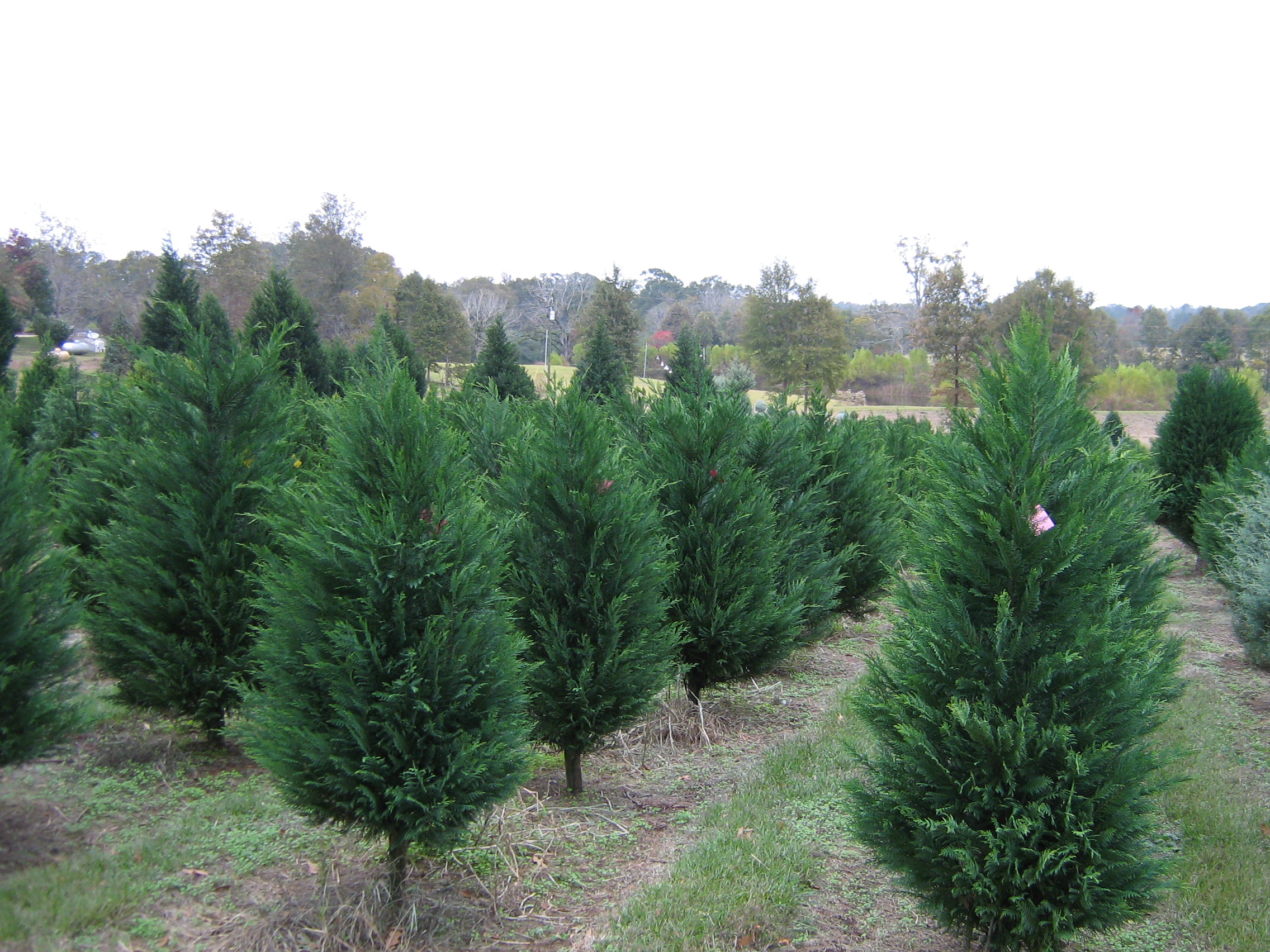 the first christmas trees were planted at windy hills in january 1999 we began selling to the public in november 2002 - Christmas Tree Farm Louisiana the first christmas trees were planted at windy hills in january 1999 we began selling to the public in november 2002 - Christmas Tree Farm Louisiana