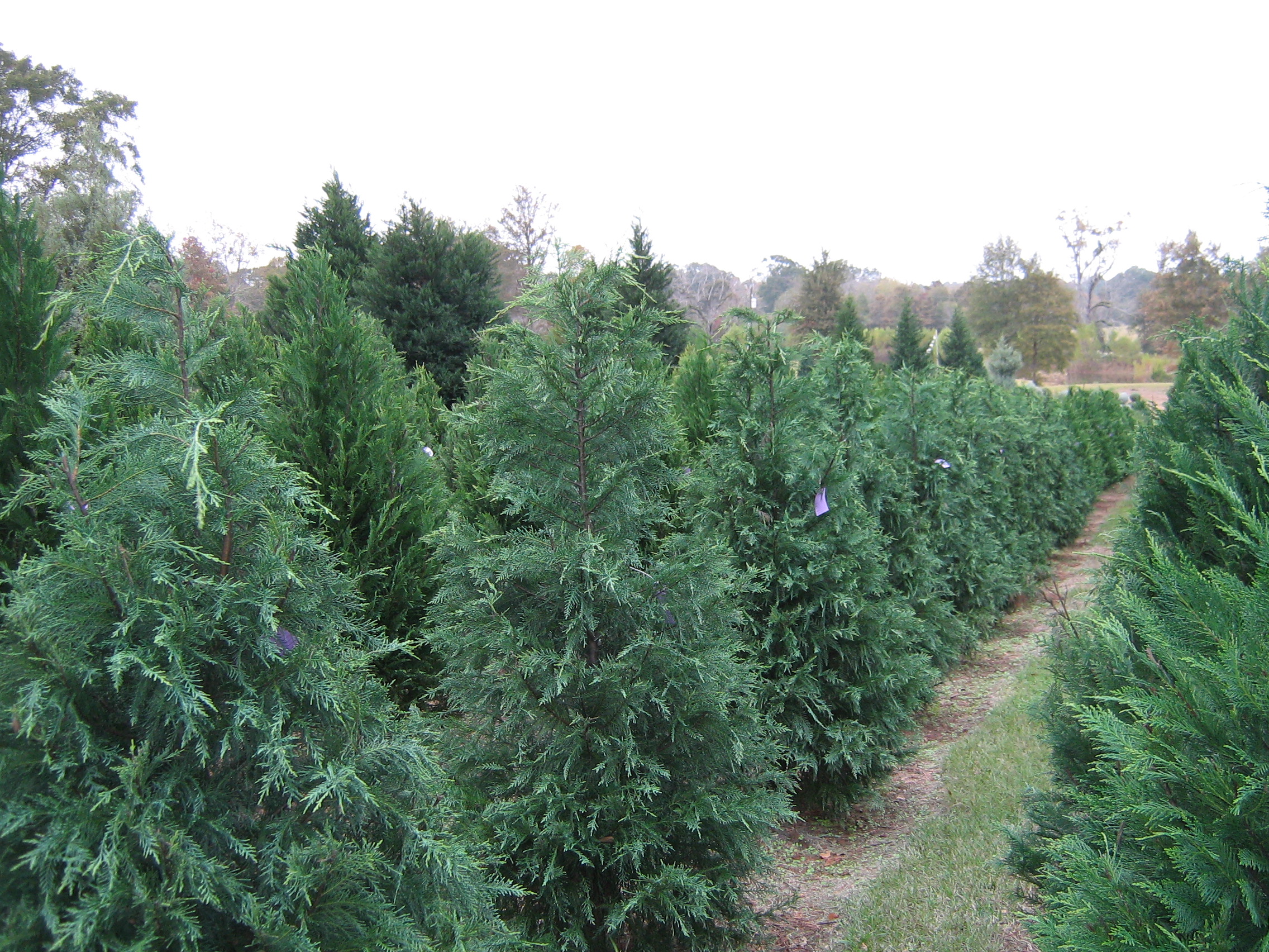 Windy Hills Farm, Ethel,LA